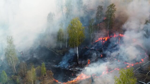 Air pollution caused by forest fire. Clouds of smoke above aerial footage. top view of a fire erupted in the forest. forest wild fire, burning dry grass and trees. natural disaster, dry season