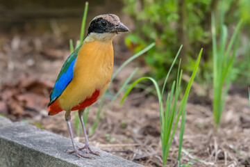 Blue-winged Pitta find food to feed the baby