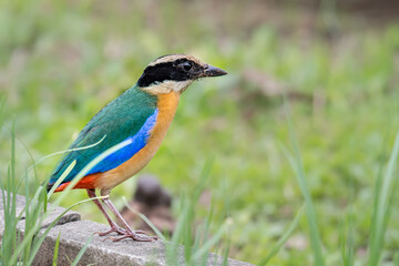 Blue-winged Pitta find food to feed the baby
