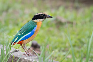 Fototapeta premium Blue-winged Pitta find food to feed the baby