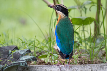 Blue-winged Pitta find food to feed the baby