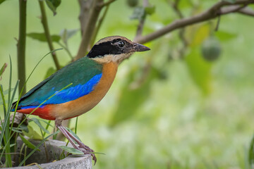 Blue-winged Pitta find food to feed the baby