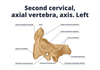 Second cervical, axial vertebra, axis. Left. Human anatomy atlas