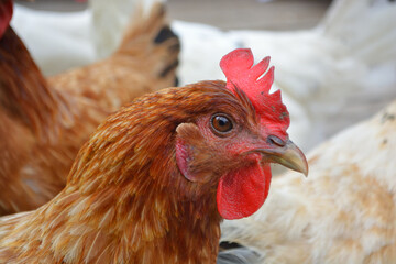 Portrait of a brown hen in front of other hens