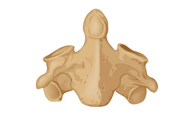 Second cervical, axial vertebra, axis. In front. Human anatomy atlas