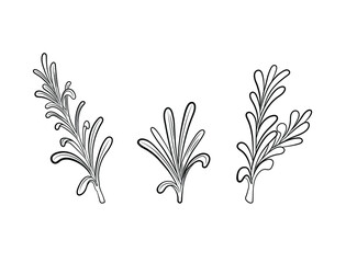 Vector rosemary plant illustration, leaves isolated on white background, black color lines, outline illustration.
