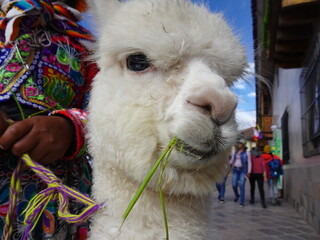 [Peru] Close up of the face of a white alpaca child eating grass (Cusco)