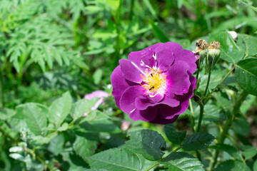 Obraz premium Rosehip flower of dark purple color on a background of green leaves in the garden on a sunny day.
