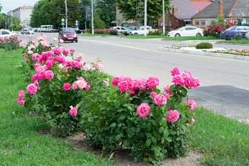Blooming bushes of pink rose near the highway in a small town on a summer day.