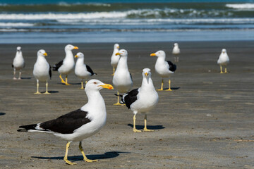 Group of seagulls on the beach sand. In the background the waves of the sea.