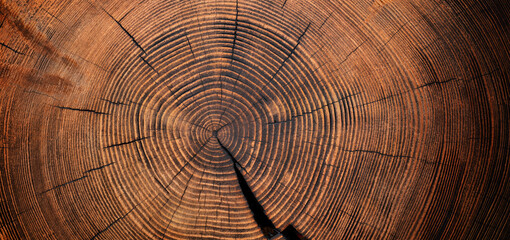 wood texture of old stump. natural background of cut trunk with annual rings