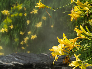 Yellow lilies in water vapor.