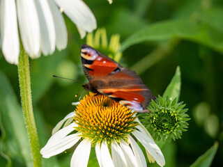Butterfly on echinacea flower in the garden.