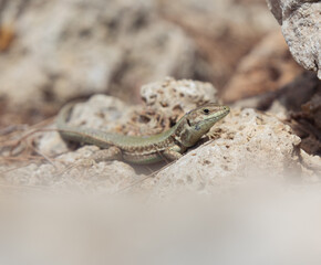 Maltese wall lizard, Podarcis filfolensis protected endemic reptile species