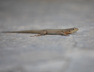 Maltese wall lizard, Podarcis filfolensis protected endemic reptile species