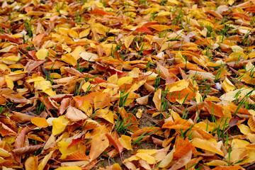 yellow natural pattern, background of fallen leaves, golden leaves lie chaotically on the ground, autumn mood concept, seasonal