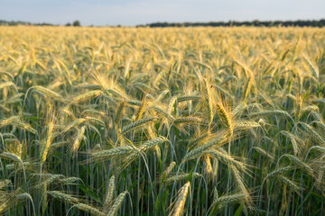 sunny golden wheat field in summer rural landscape rich corn harvest background