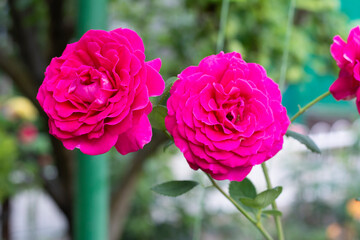Two purple roses close-up on a background of green leaves in a summer garden.
