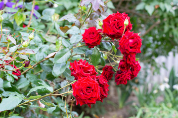 Lovely flowers of a red rose in the center against a background of green leaves in the garden.