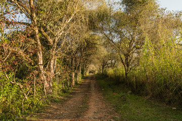 Wooded dirt road in the golden light of late afternoon.