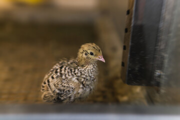 domestic quail baby chicken kept in a cage in a hen house, close up