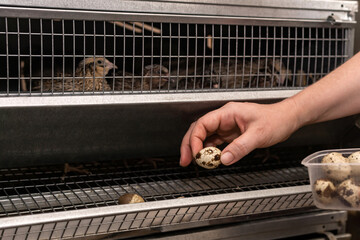 farmer collects quail eggs from the battery cage tray © Evgeny