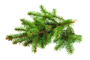 Fresh fir branch isolated on white background