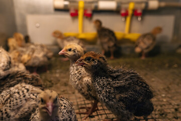 domestic quail baby chickens are kept in a brooder in a hen house, close-up