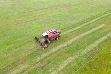 Aerial view of a working harvester. A combine mows green grass in a big field. Farming works in the summer season.  