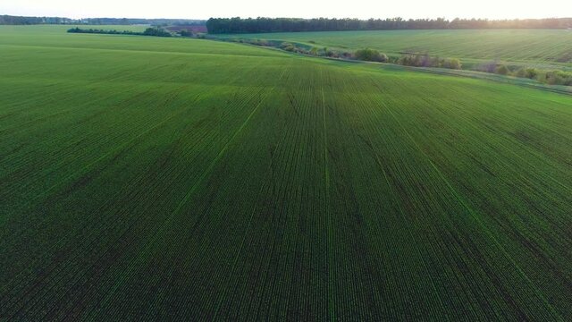 Aerial video of a field with wheat