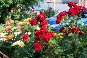 Red and yellow roses in the front garden near the house near the parking lot in the city on a summer day.