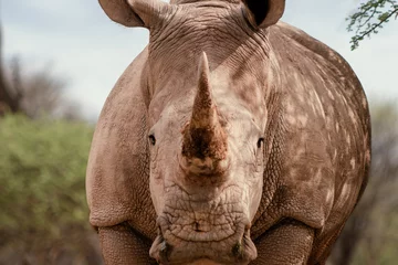 Gardinen Nashorn Wild african animals. Portrait of a male bull white Rhino grazing in Etosha National park, Namibia.  © Yuliia Lakeienko