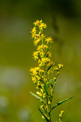 close up of yellow flower