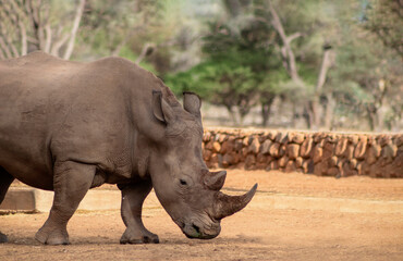 Fototapeta premium Wild african animals. Portrait of a male bull white Rhino grazing in Etosha National park, Namibia.