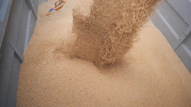 Close up of yellow dry kernels falling from harvester auger. Combine loading wheat grain in truck trailer at evening. View on stream of freshly harvested barley pouring in trailer. Slow motion