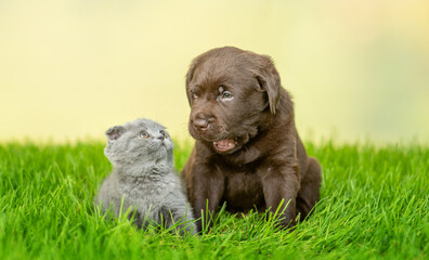 Chocolate Labrador Retriever puppy and young kitten sit together on green summer grass