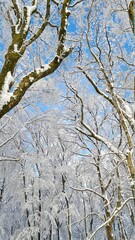 snow covered trees