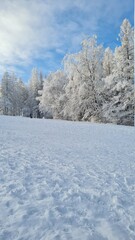 snow covered trees