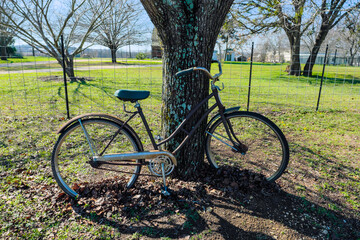 Old worn bicycle leaning against tree trunk.