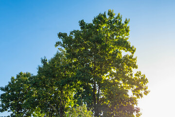 big tree and sky background