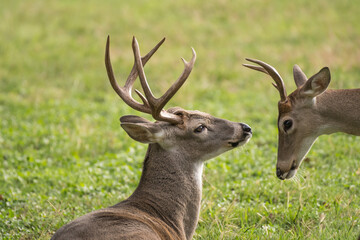 Two whitetail buck deer odocoileus virginianus interacting with each other. One buck is older dominant deer with larger antlers.