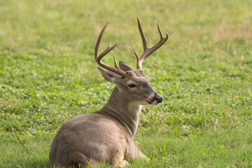 Naklejka na ściany i meble Whitetail buck deer odocoileus virginianus laying down resting on a lawn. This buck is older dominant deer with larger antlers.