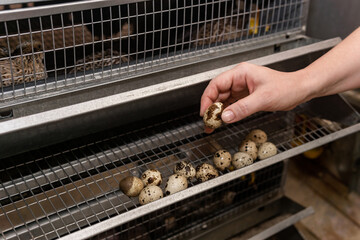 farmer's hand picks up quail eggs from the battery cage tray