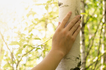 female hand gently touches the trunk of a birch tree on a sunny natural background