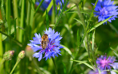 bee on lavender plant