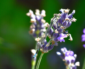 damsel fly on plant