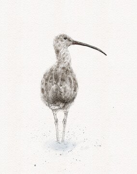 Curlew bird graphic illustration hand painted