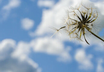 Fluffy dandelionon the background of a blue sky with clouds