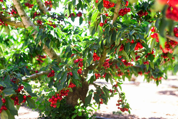 branches of cherry trees with berries in garde