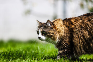 A Norwegian Forest cross bread cat with bright green eyes enjoying a walk outside in the grass with...